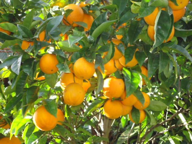 منزل الضيف فيانا دو كاستيلو  في Quinta Do Vale Do Monte المظهر الخارجي الصورة