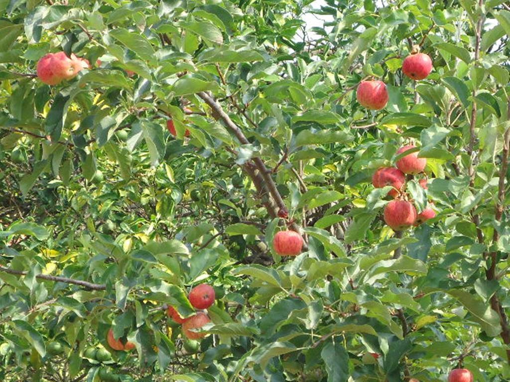 منزل الضيف فيانا دو كاستيلو  في Quinta Do Vale Do Monte المظهر الخارجي الصورة